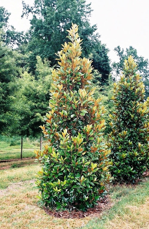 Magnolia grandiflora 'Claudia Wannamaker' ~ Claudia Wannamaker
