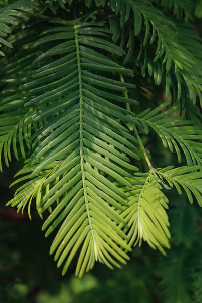 Metasequoia glyptostroboides ~ Dawn Redwood