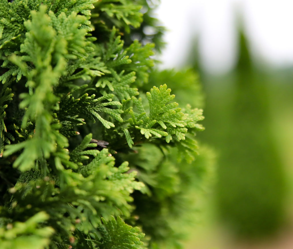 Thuja occidentalis 'DeGroot's Spire' ~ DeGroot's Spire Arborvitae – Moon's  Tree Farm