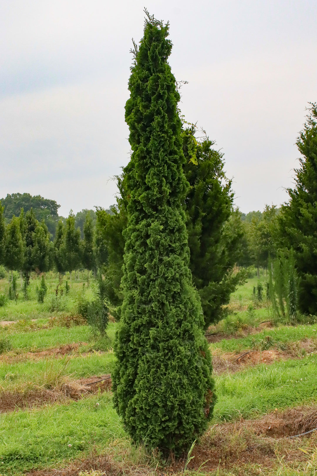 thuja degroot spire Thuja occidentalis 'DeGroot's Spire' ~ DeGroot's Spire Arborvitae – Moon's  Tree Farm