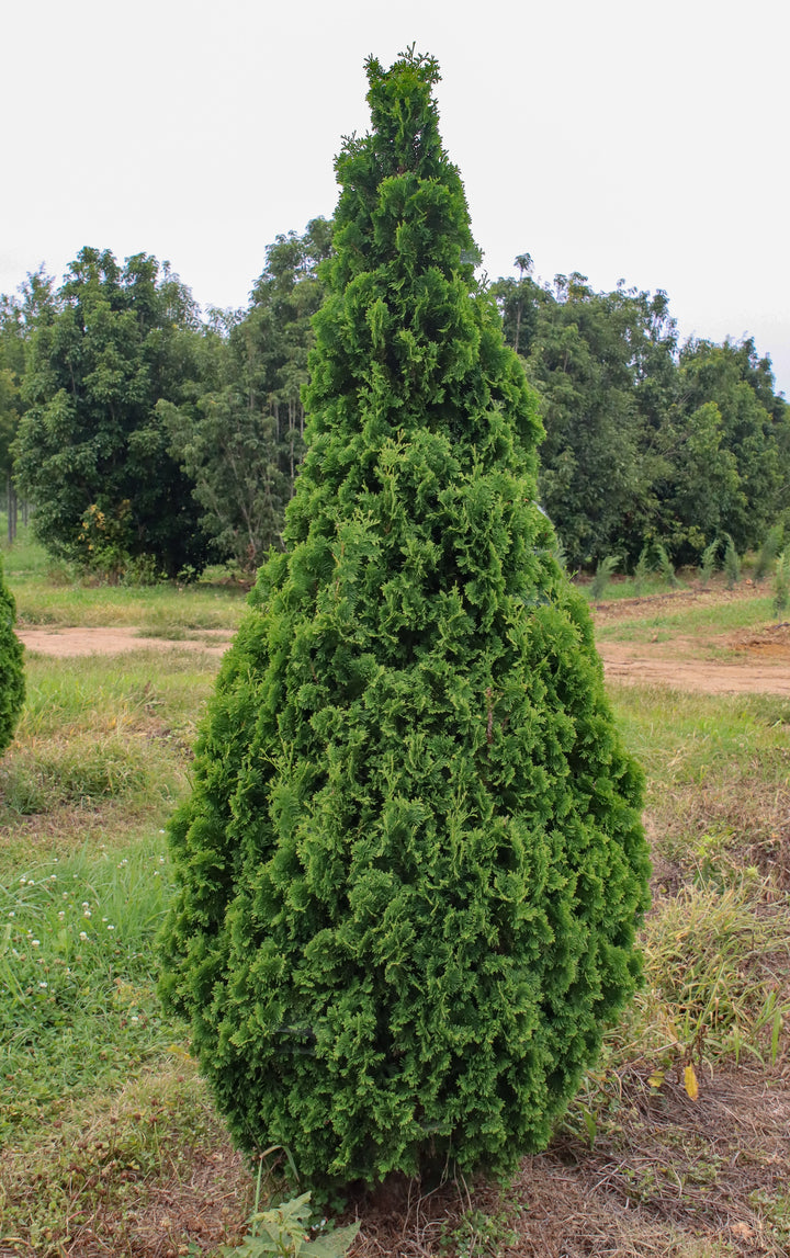 Thuja occidentalis 'DeGroot's Spire' ~ DeGroot's Spire Arborvitae – Moon's  Tree Farm