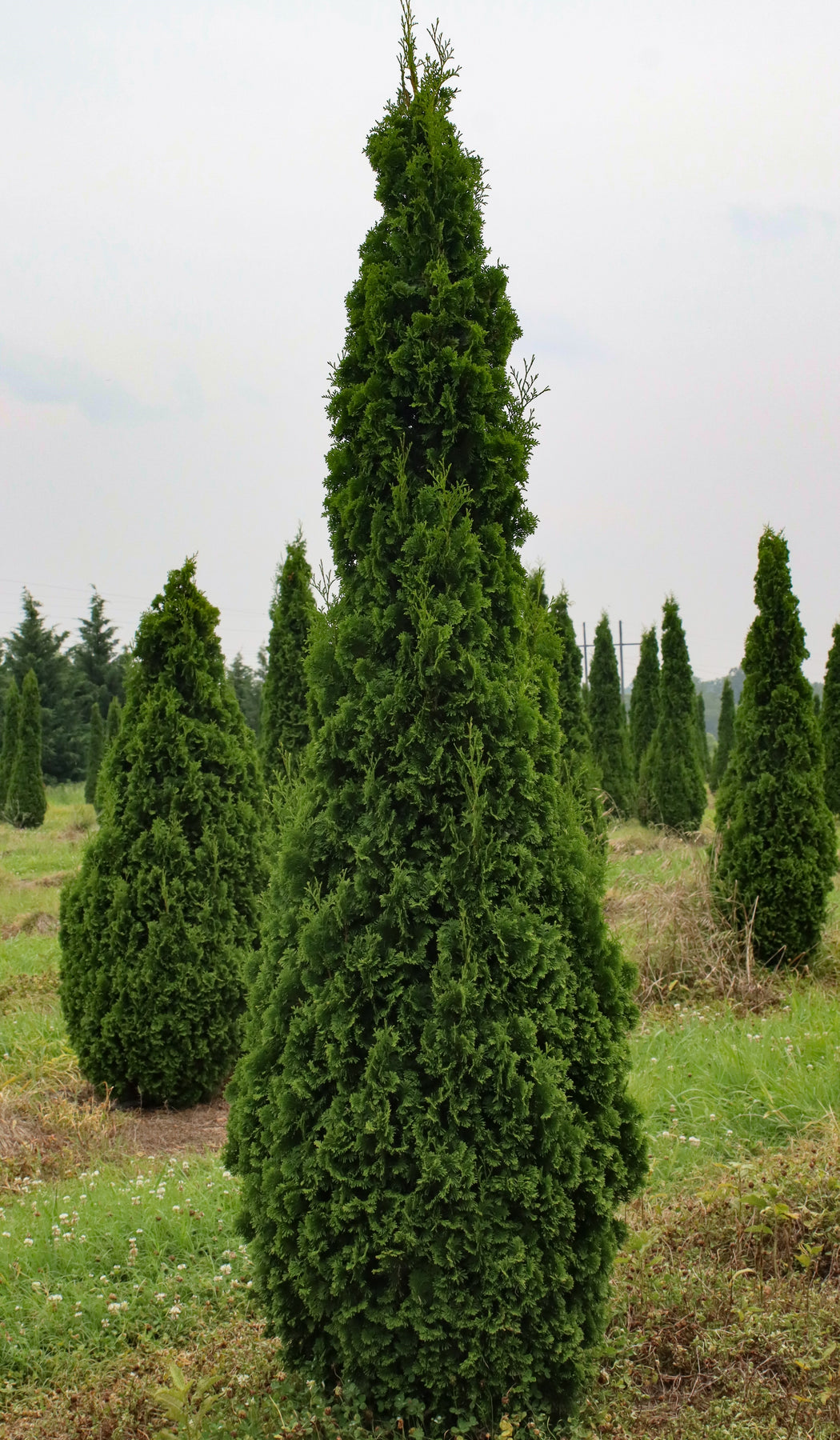 Thuja occidentalis 'DeGroot's Spire' ~ DeGroot's Spire Arborvitae ...