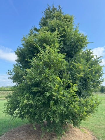 Ulmus crassifolia 'UCMTF' ppaf ~ Textyn™ Cedar Elm