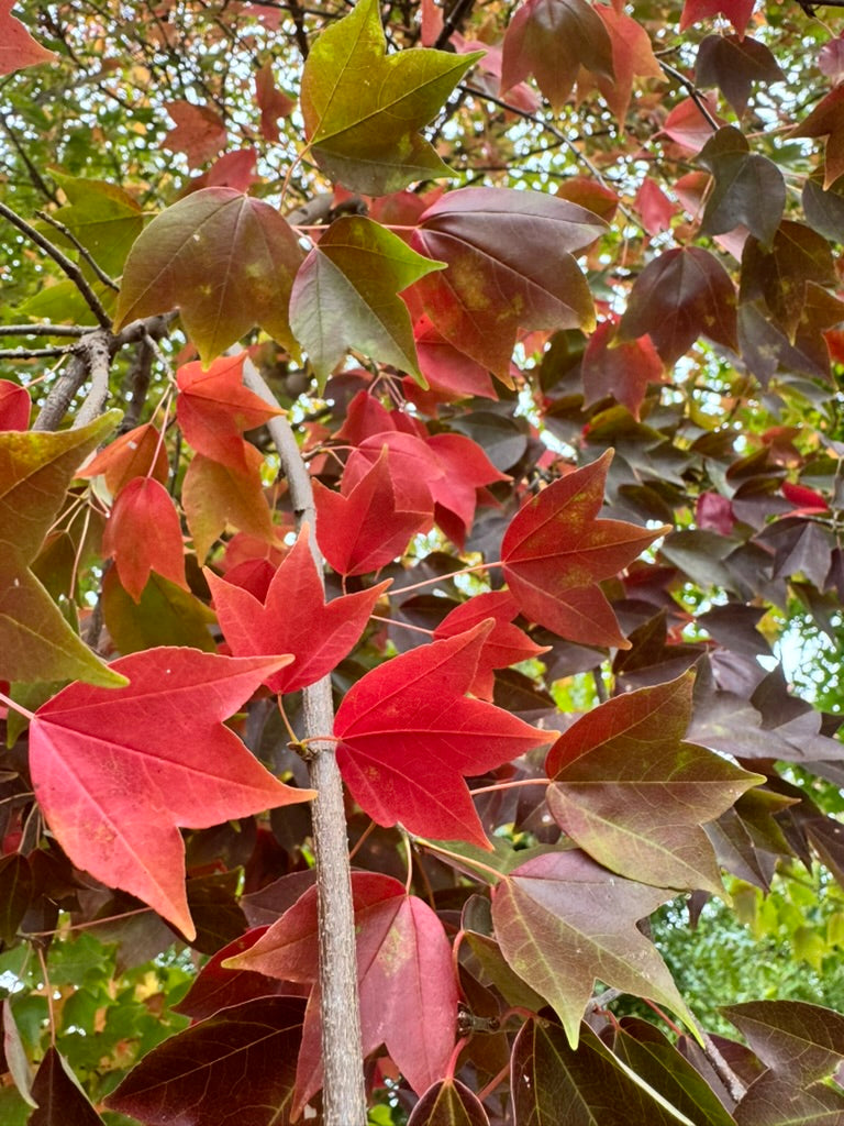 Acer buergerianum 'ABMTF' ~ Aeryn® Trident Maple