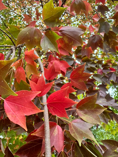 Acer buergerianum 'ABMTF' ~ Aeryn® Trident Maple
