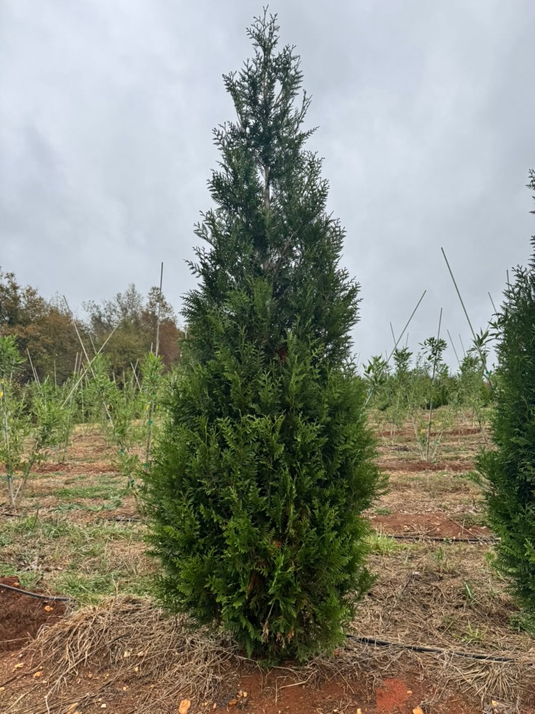Thuja plicata 'TPMTF' ~ Everyst® Western Cedar