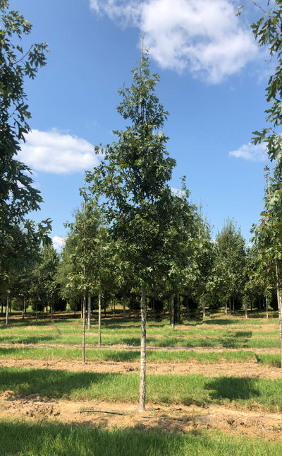 Quercus alba 'QAMTF' ~ Elkyn® White Oak