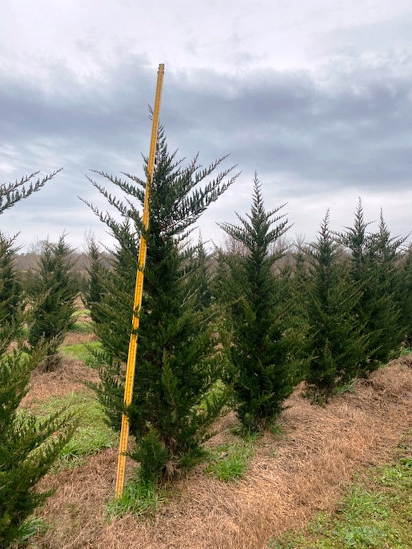 Juniperus virginiana 'Corcorcor' ~ Emerald Sentinel Red Cedar
