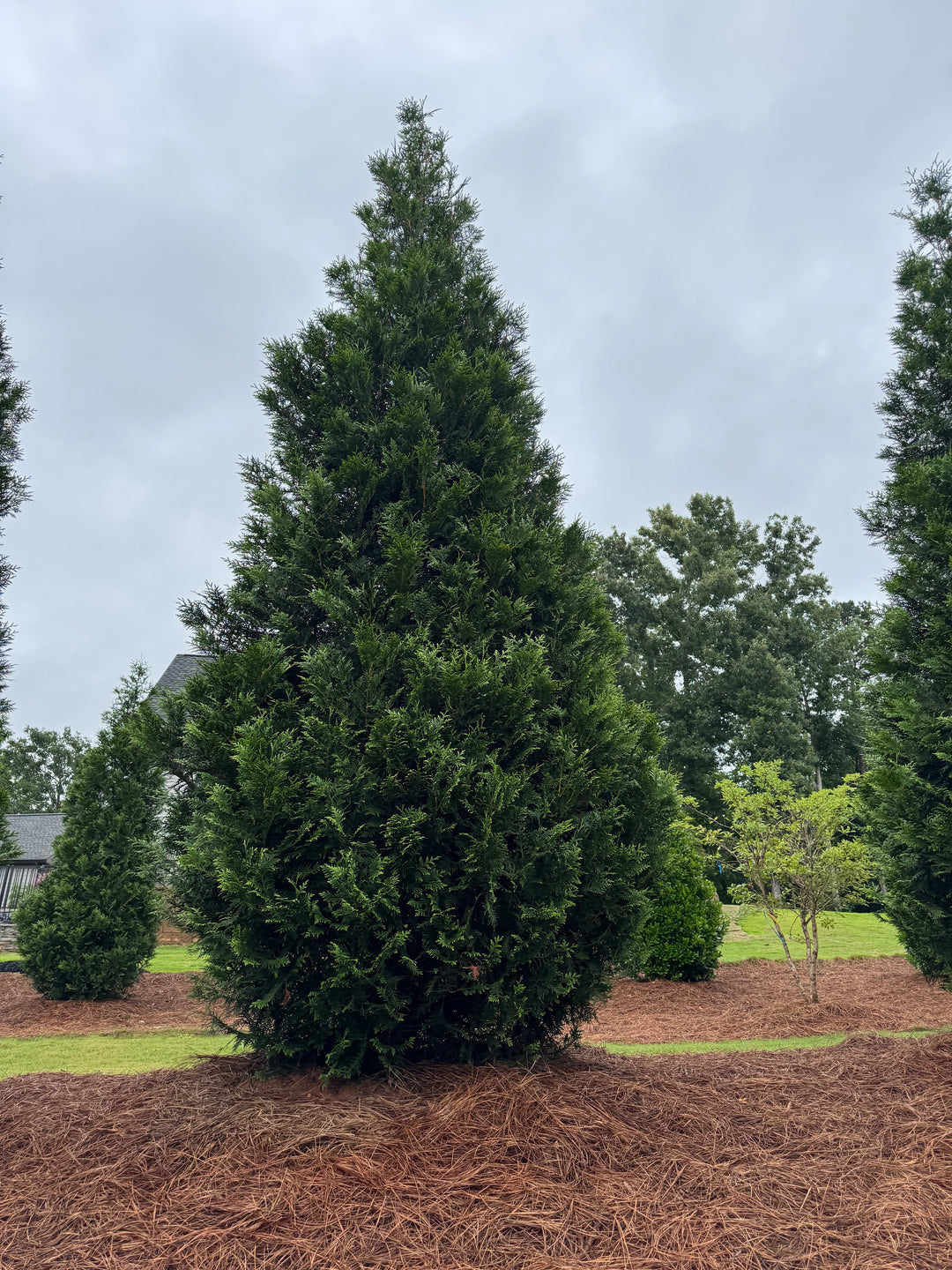 Thuja plicata 'TPMTF' ~ Everyst® Western Cedar – Moon's Tree Farm