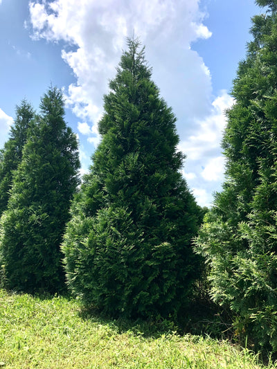 Thuja plicata 'TPMTF' ~ Cedro occidental Everyst®
