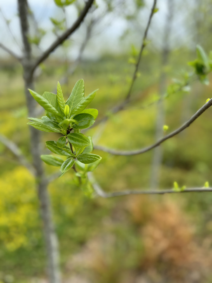 Nyssa sylvatica 'NSMTF' ~ Red Splyndor® Black Gum – Moon's Tree Farm