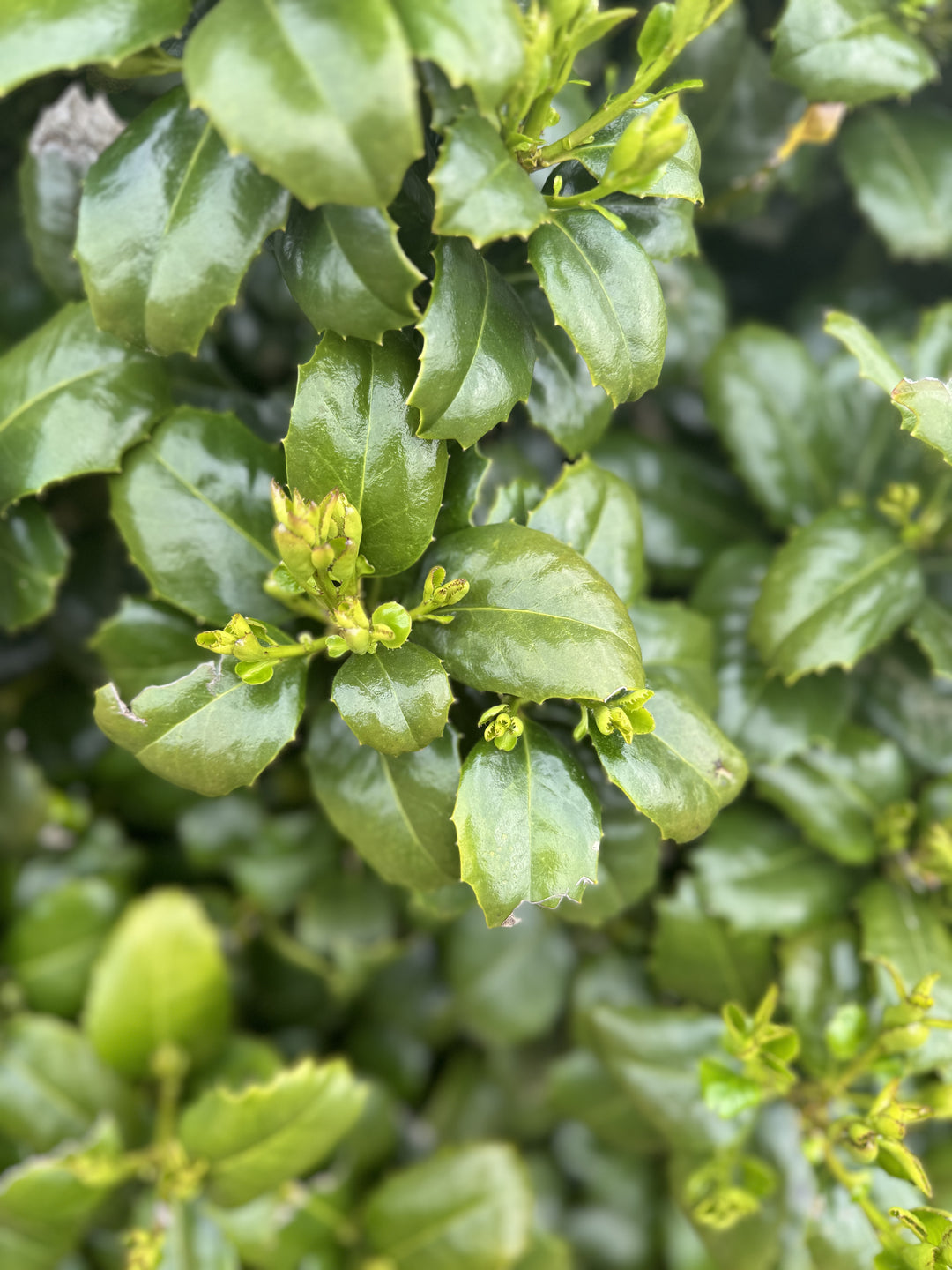 Interés durante todo el año – Etiquetado \, image size:1080x1440