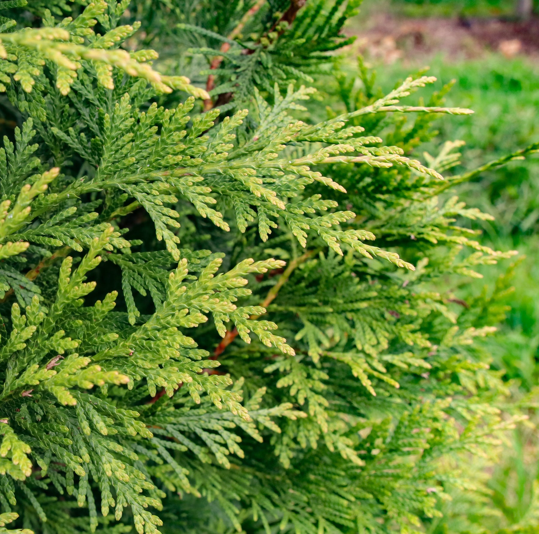 Thuja standishii x plicata 'Green Giant' ~ Green Giant Arborvitae ...