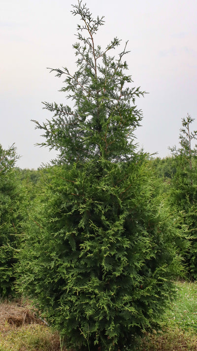 Thuja standishii x plicata 'Green Giant' ~ Green Giant Arborvitae
