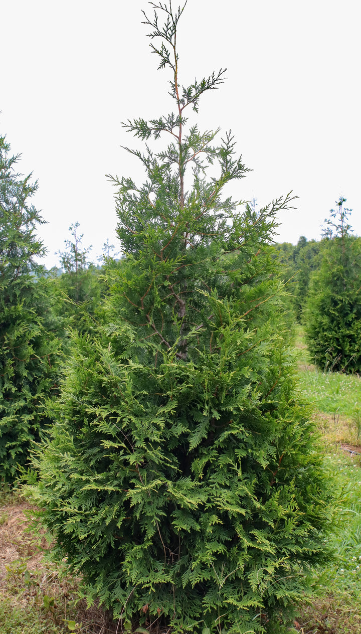 Thuja standishii x plicata 'Green Giant' ~ Green Giant Arborvitae – Moon's  Tree Farm