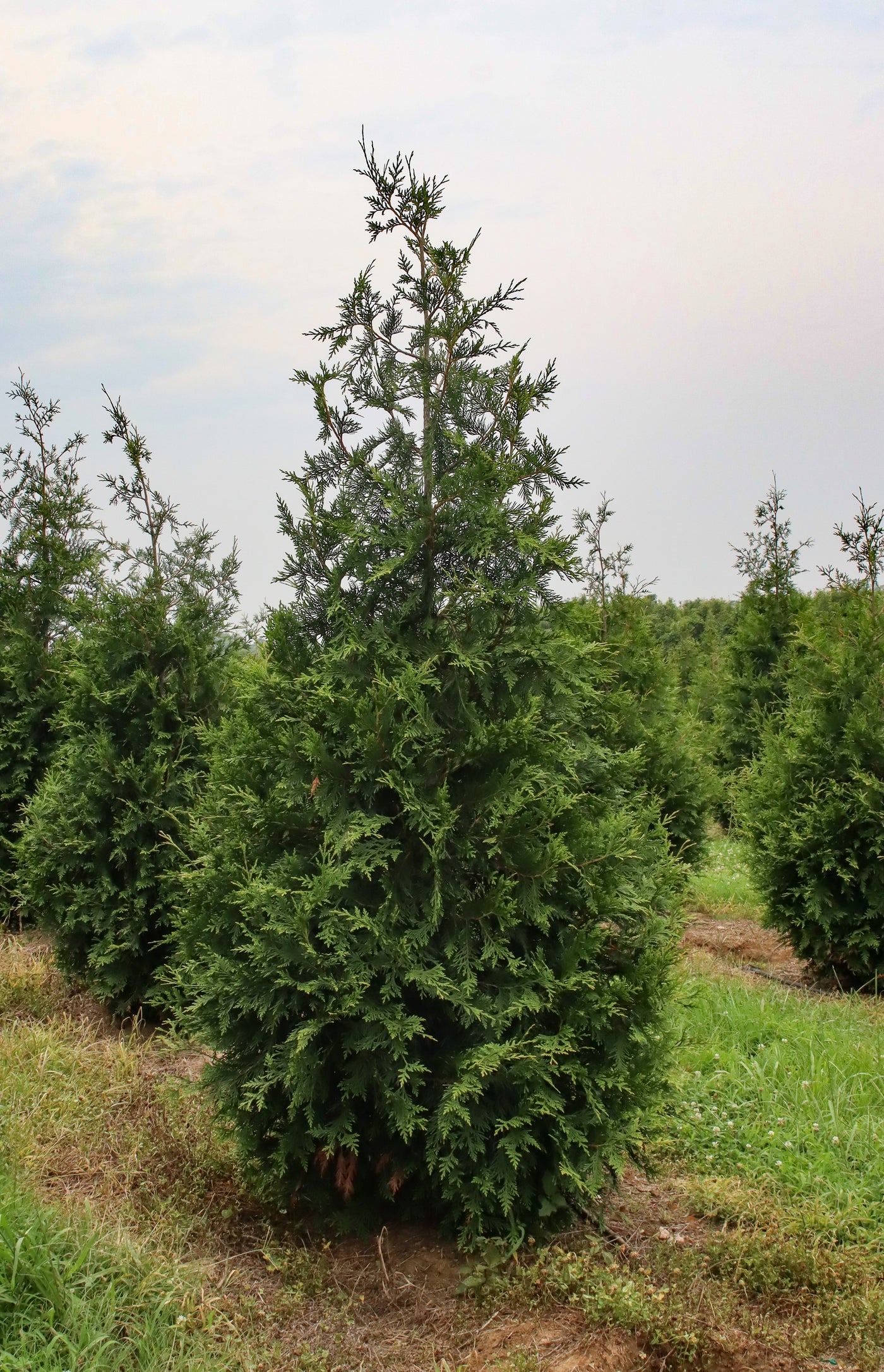 Thuja standishii x plicata 'Green Giant' ~ Green Giant Arborvitae ...
