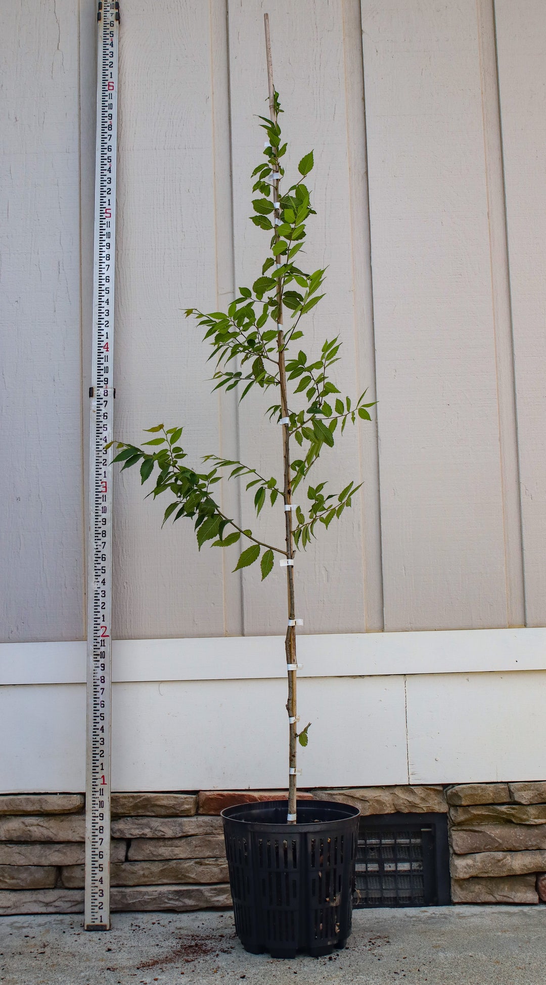 HayvenZelkova-3gal_1080x.jpg?v