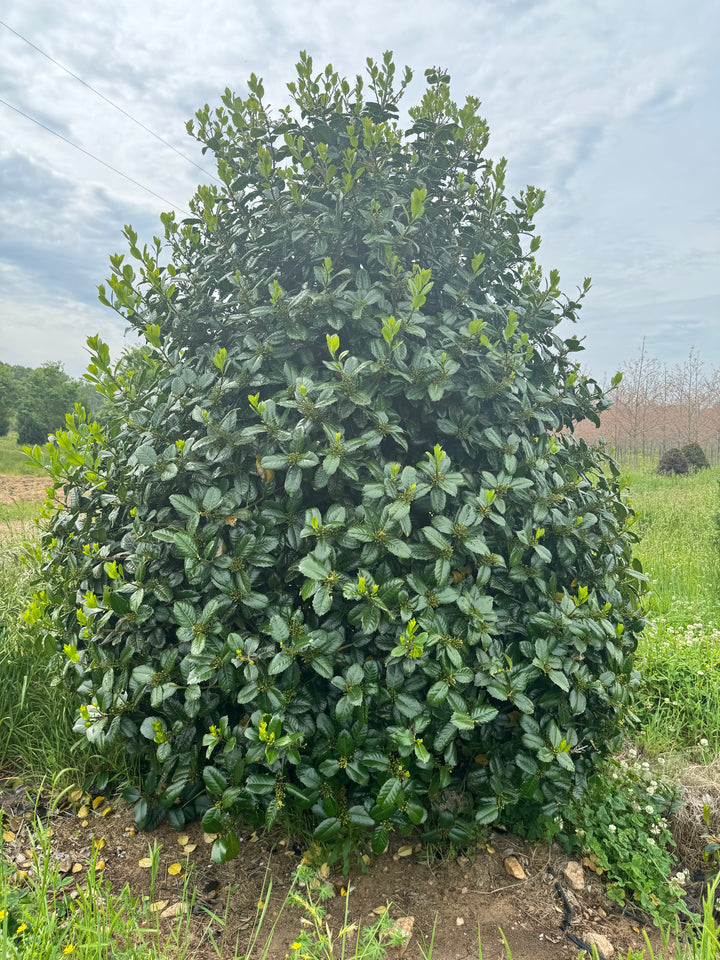 Ilex x 'Emily Bruner' ~ Emily Bruner Holly – Moon's Tree Farm
