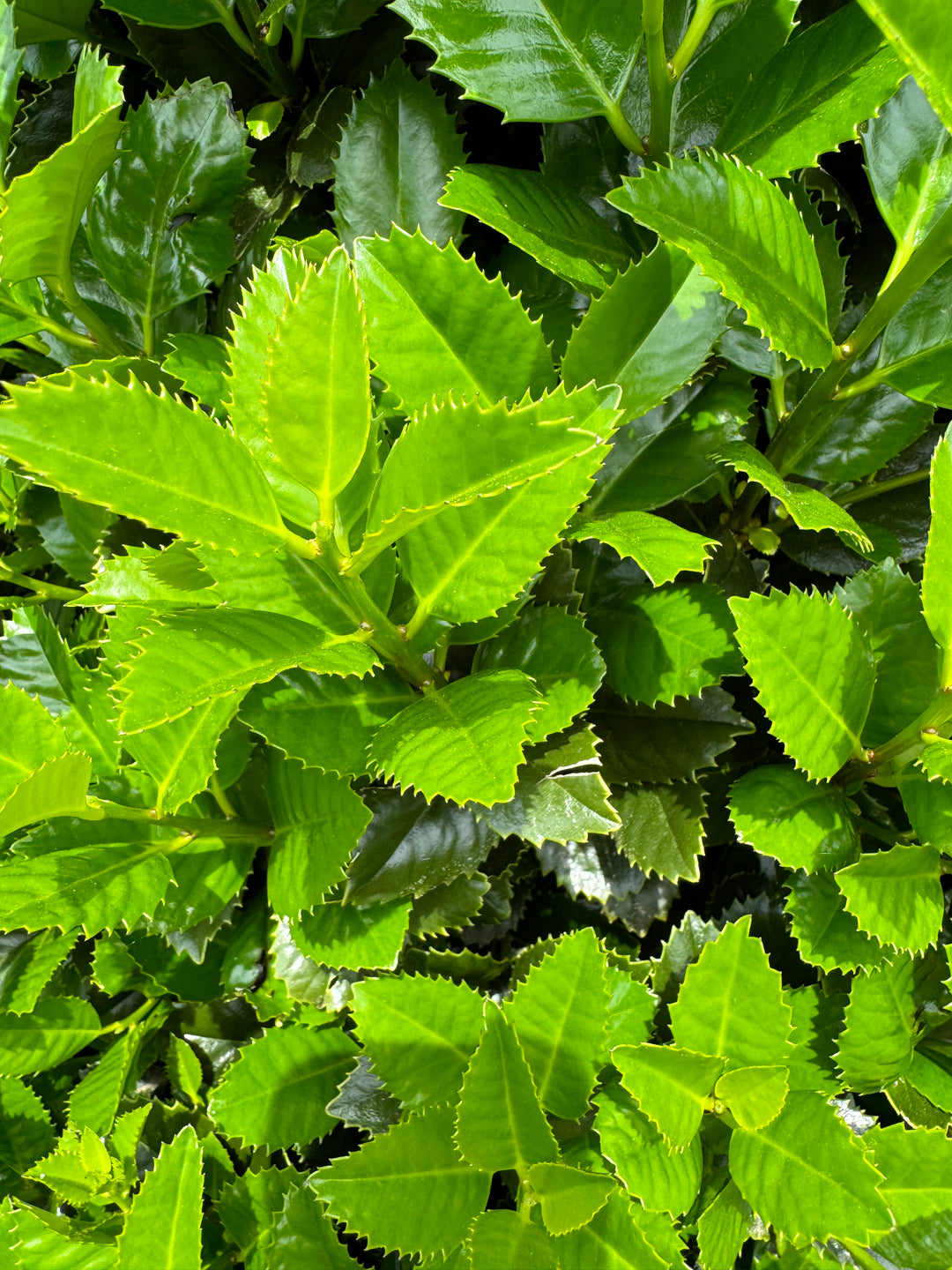 Hojas perennes – Etiquetado \, image size:1080x1440