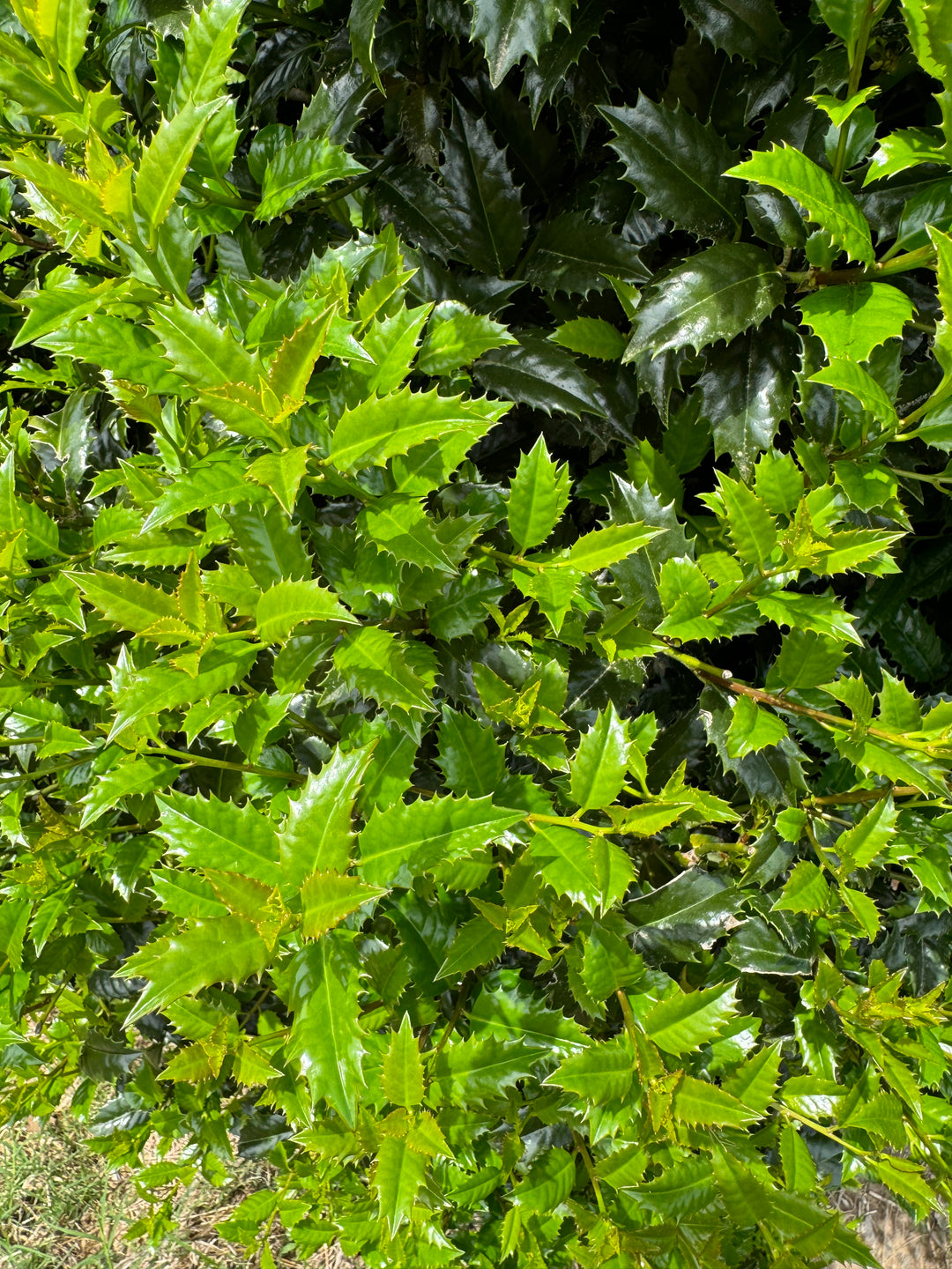 Tamaño 12 pies – Etiquetado \, image size:1080x1440