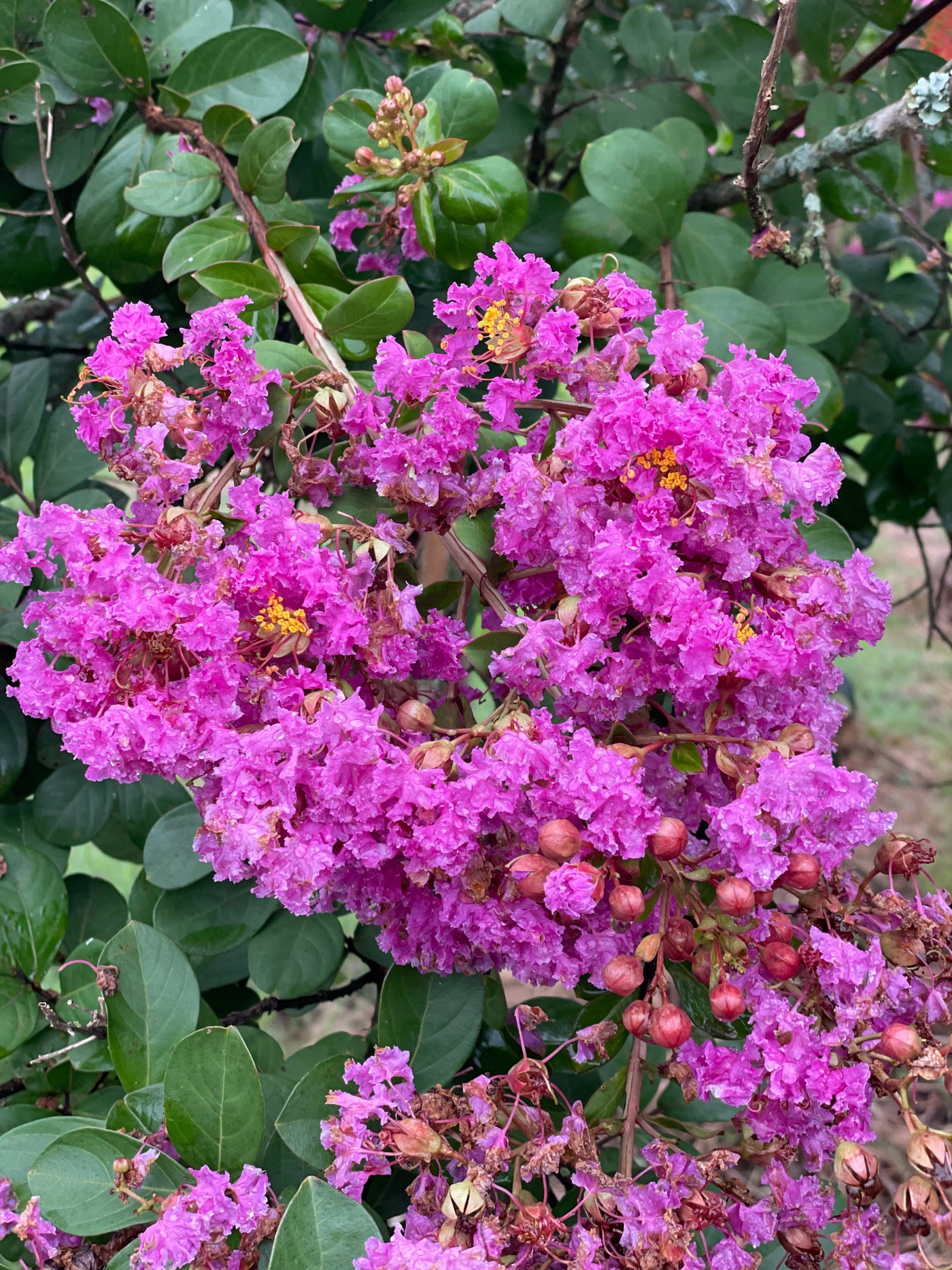 Lagerstroemia indica 'Twilight' ~ Twilight Crape Myrtle