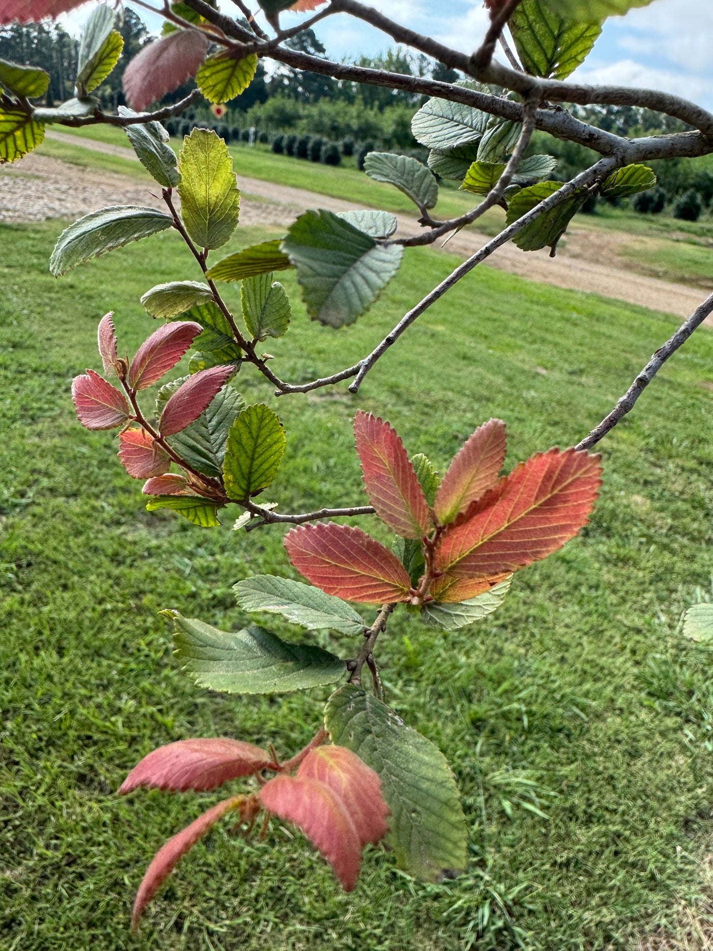 Ulmus crassifolia 'UCMTF' ppaf ~ Textyn™ Cedar Elm