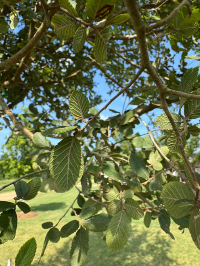 Ulmus crassifolia 'UCMTF' ppaf ~ Textyn™ Cedar Elm