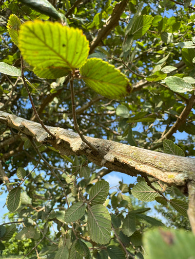 Ulmus crassifolia 'UCMTF' ppaf ~ Textyn™ Cedar Elm