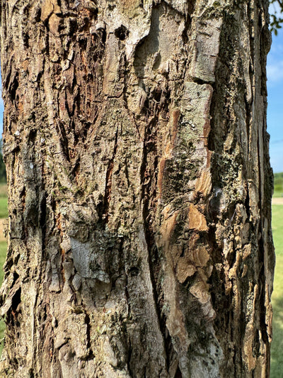 Ulmus crassifolia 'UCMTF' ppaf ~ Textyn™ Cedar Elm