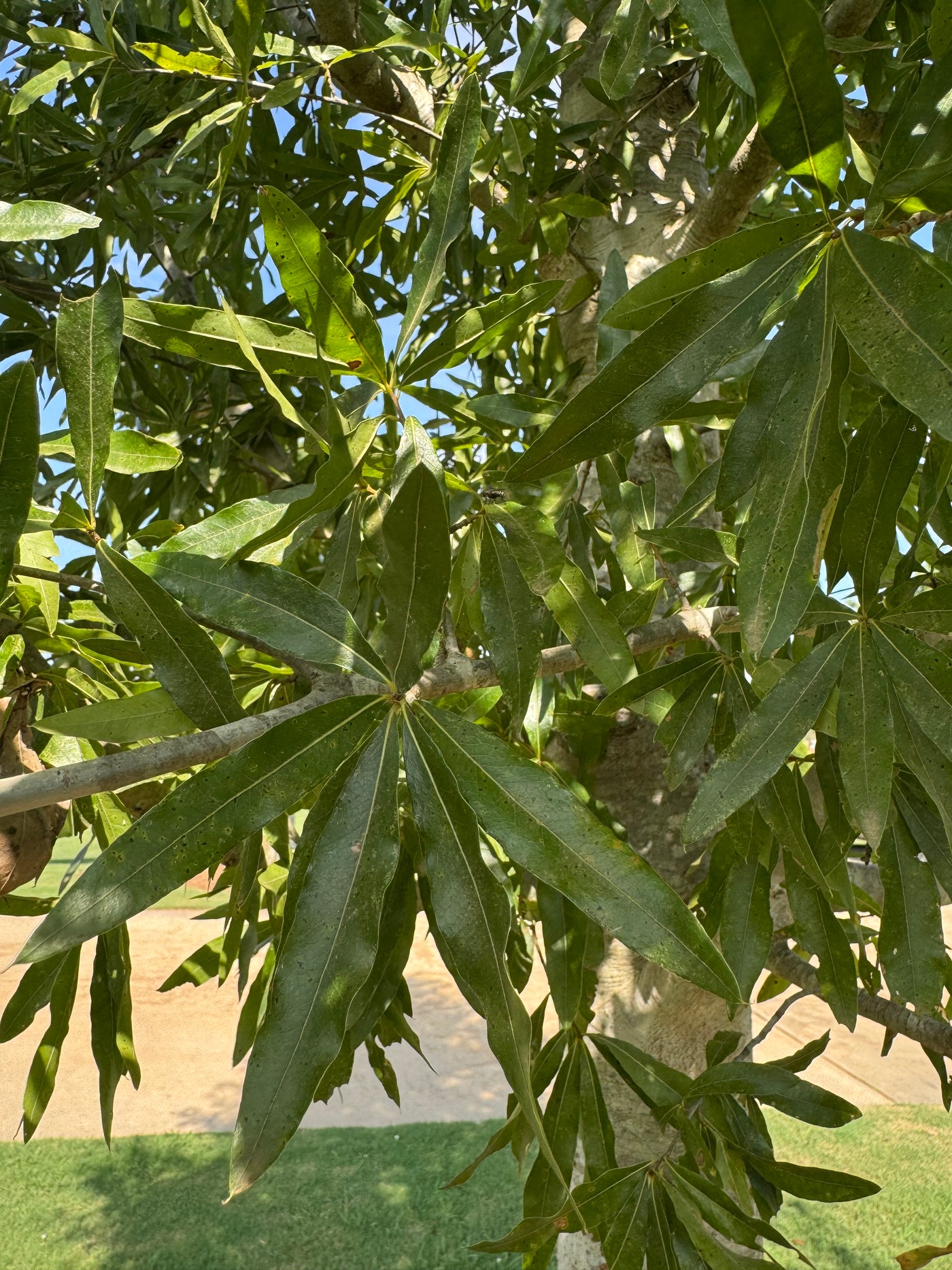 Quercus phellos 'QPMTF3' ppaf ~ Kynnesaw™ Willow Oak
