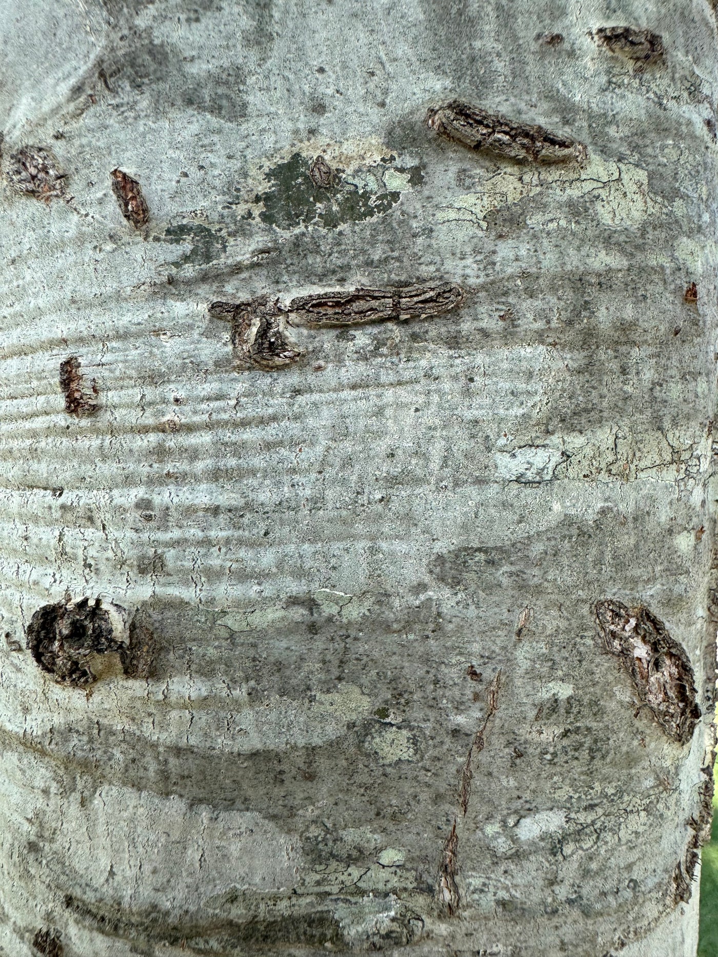 Quercus phellos 'QPMTF3' ppaf ~ Kynnesaw™ Willow Oak