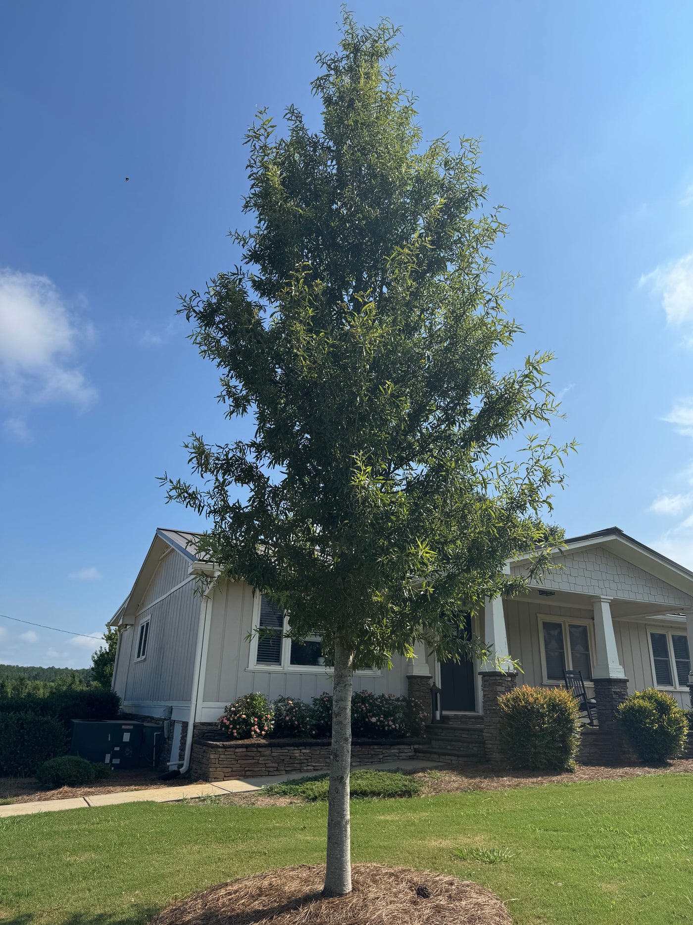Quercus phellos 'QPMTF3' ppaf ~ Kynnesaw™ Willow Oak
