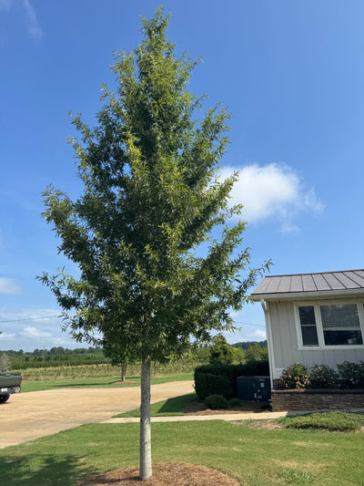 Quercus phellos 'QPMTF3' ppaf ~ Kynnesaw™ Willow Oak