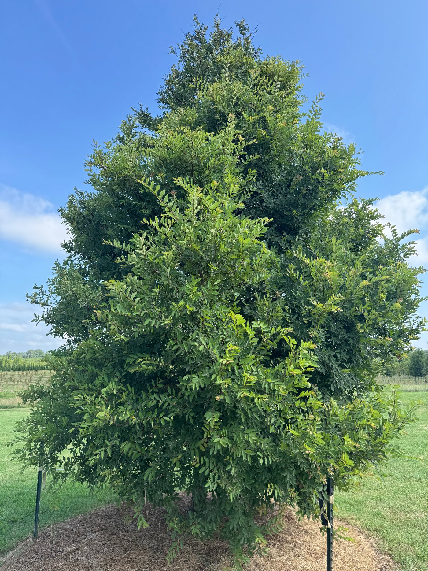 Ulmus crassifolia 'UCMTF' ppaf ~ Textyn™ Cedar Elm