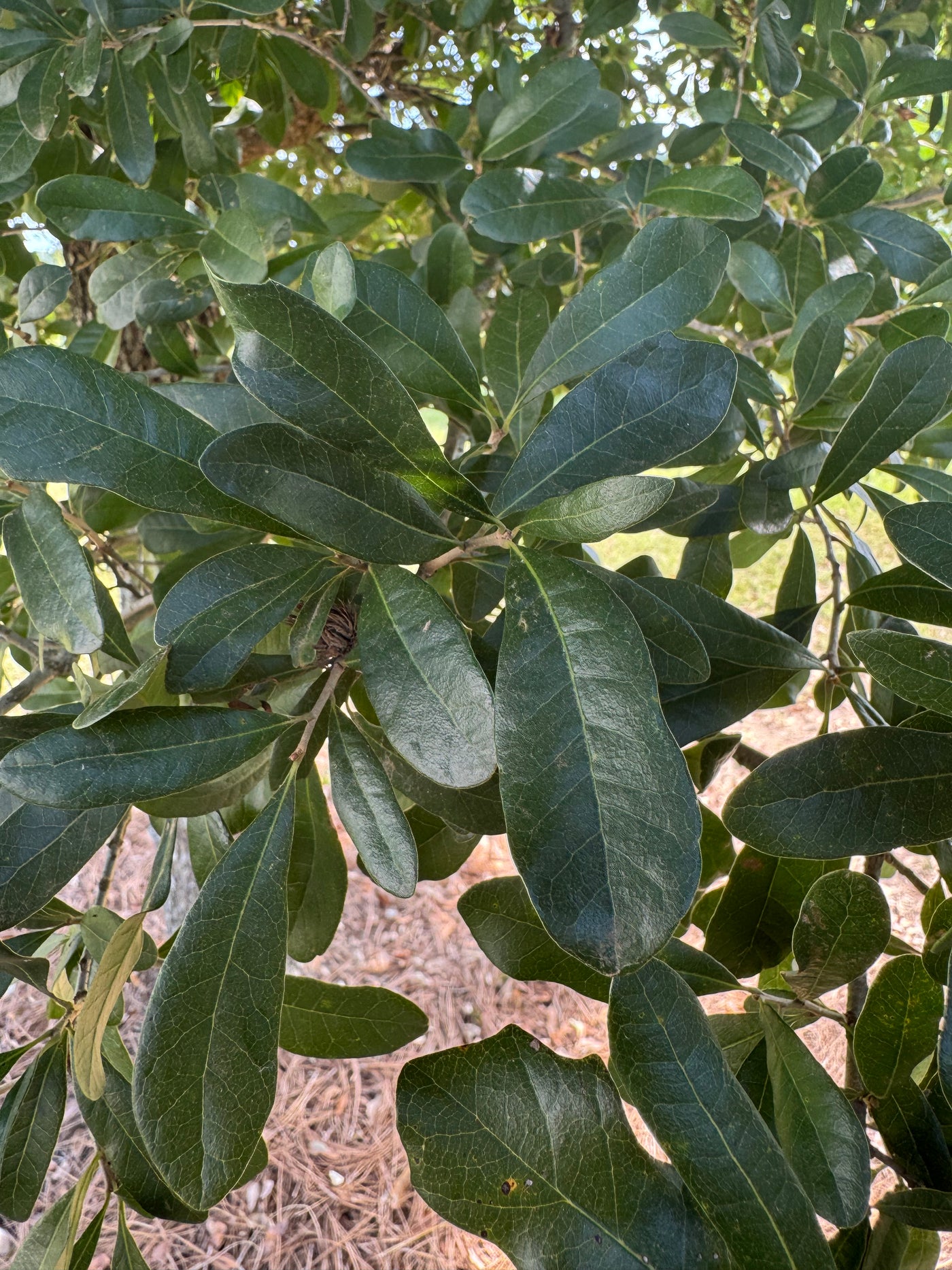 Quercus virginiana 'QVMTF' ~ Southerlynn™ Live Oak
