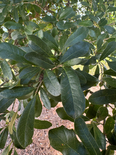 Quercus virginiana 'QVMTF' ~ Southerlynn™ Live Oak