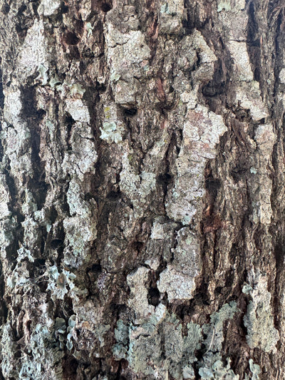 Quercus virginiana 'QVMTF' ~ Southerlynn™ Live Oak