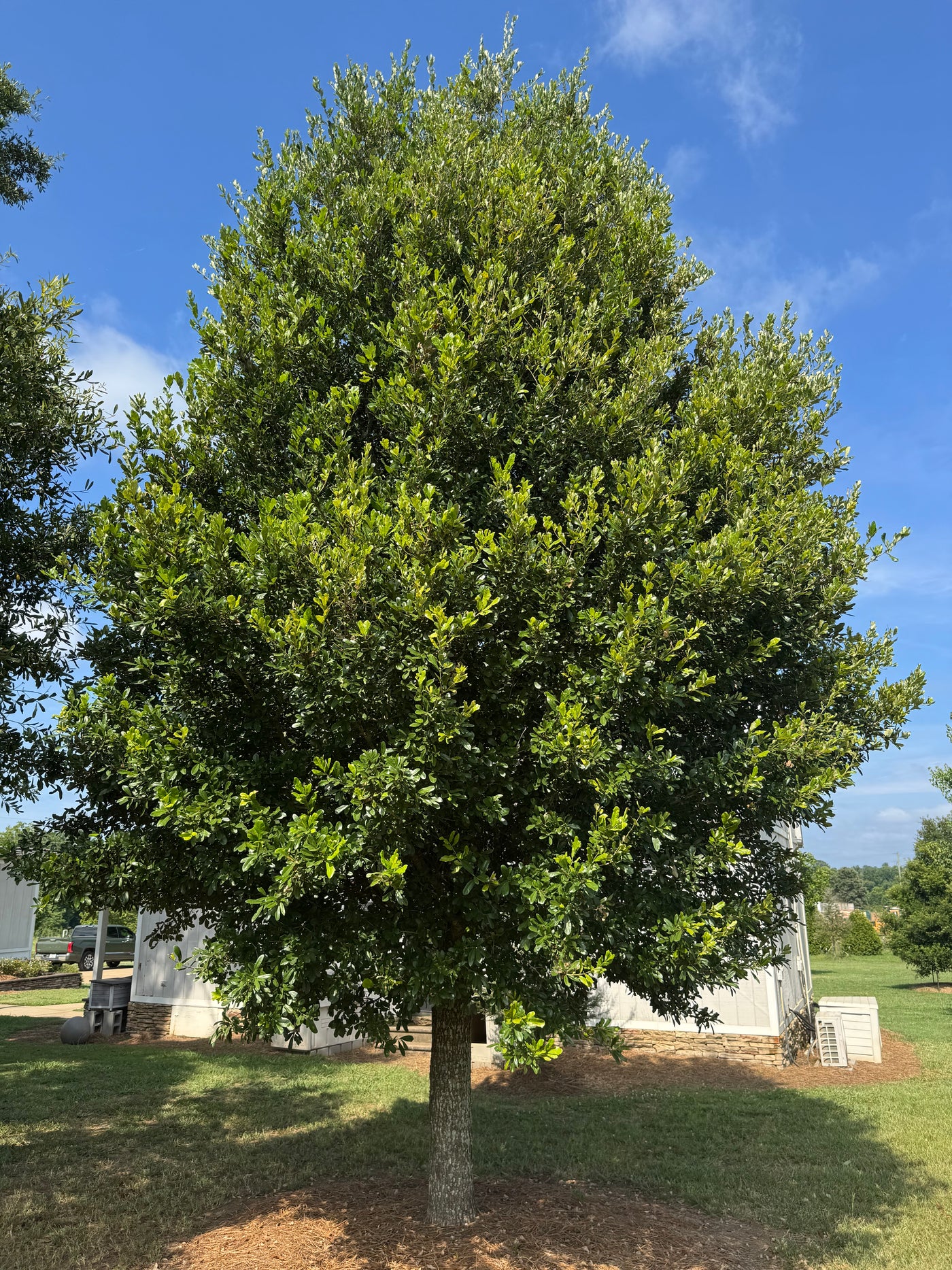 Quercus virginiana 'QVMTF' ~ Southerlynn™ Live Oak