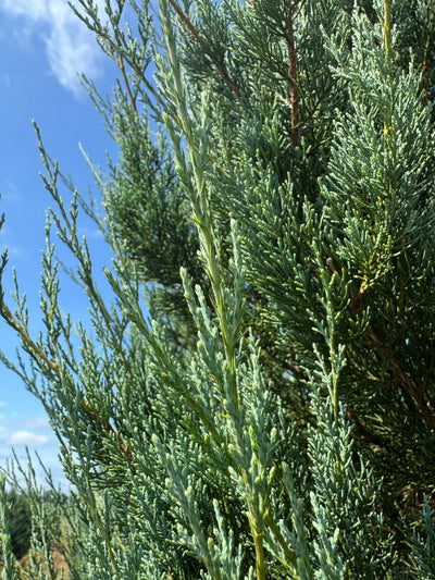 Juniperus virginiana 'Burkii' ~ Burkii Red Cedar
