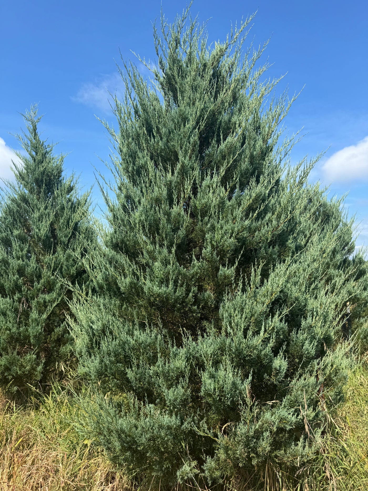 Juniperus virginiana 'Burkii' ~ Burkii Red Cedar