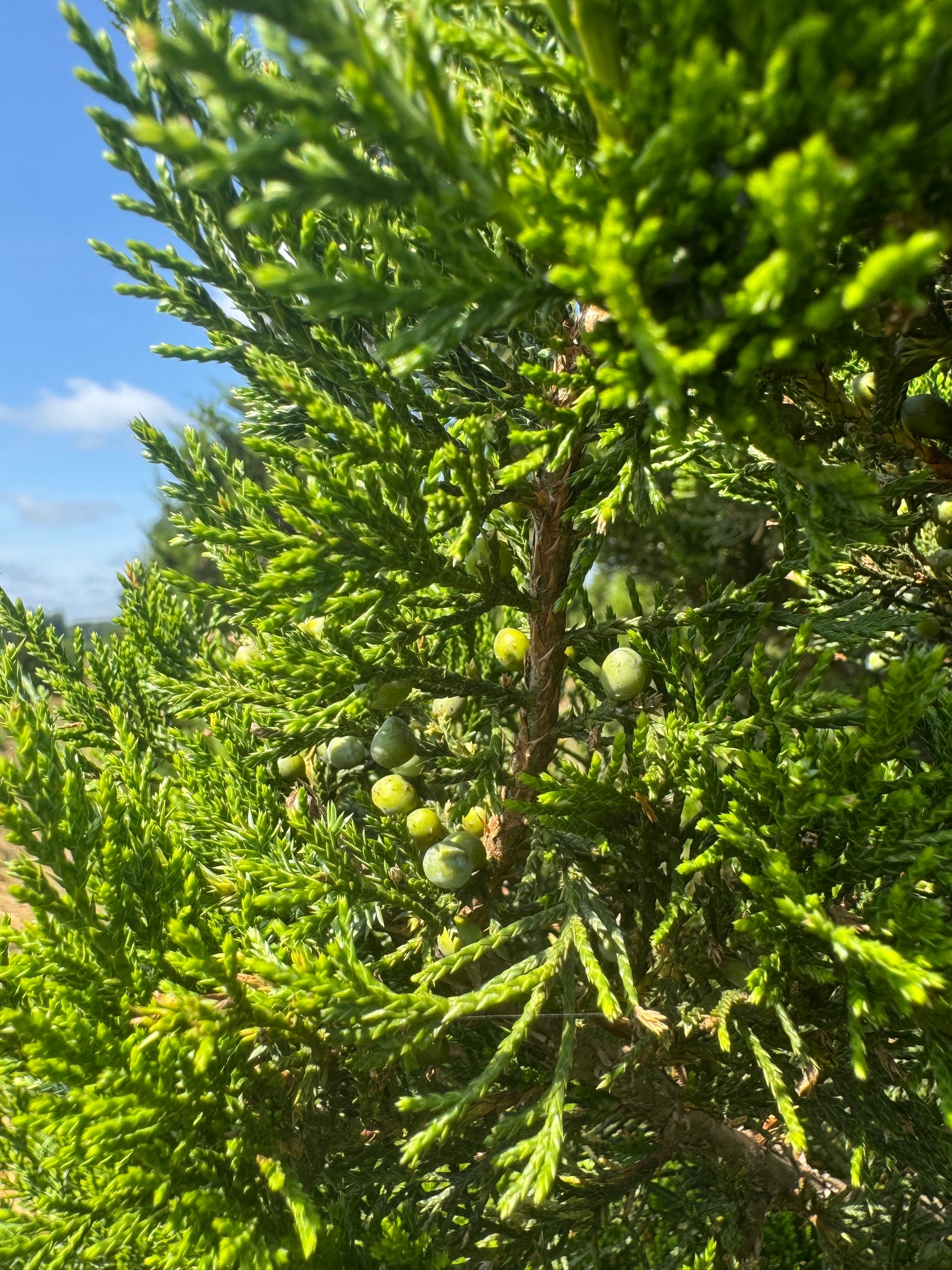 Juniperus virginiana 'Corcorcor' ~ Emerald Sentinel Red Cedar