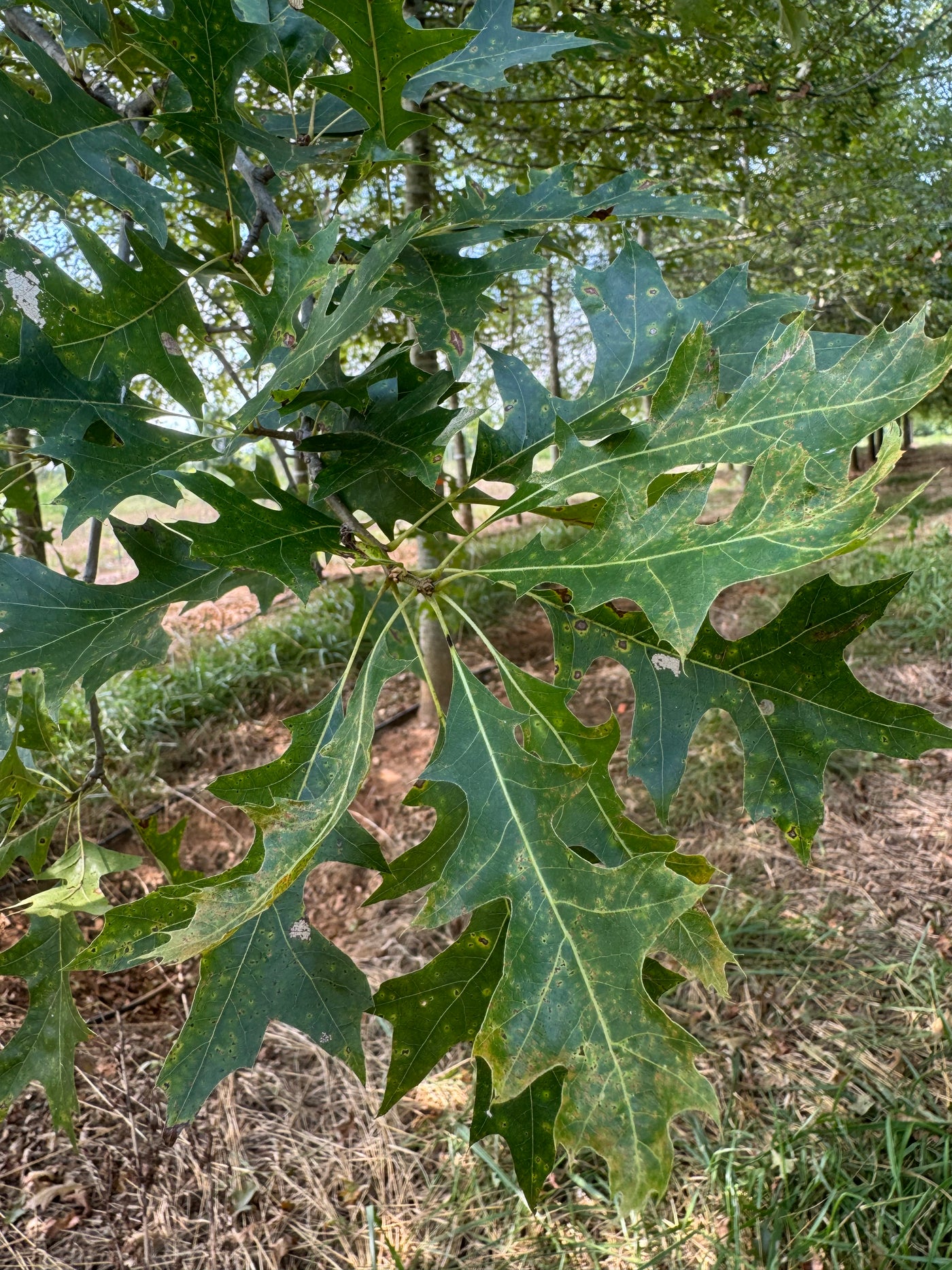 Quercus palustris ~ Pin Roble