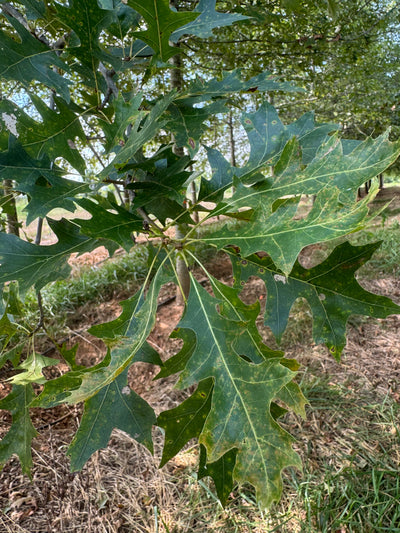 Quercus palustris ~ Pin Roble
