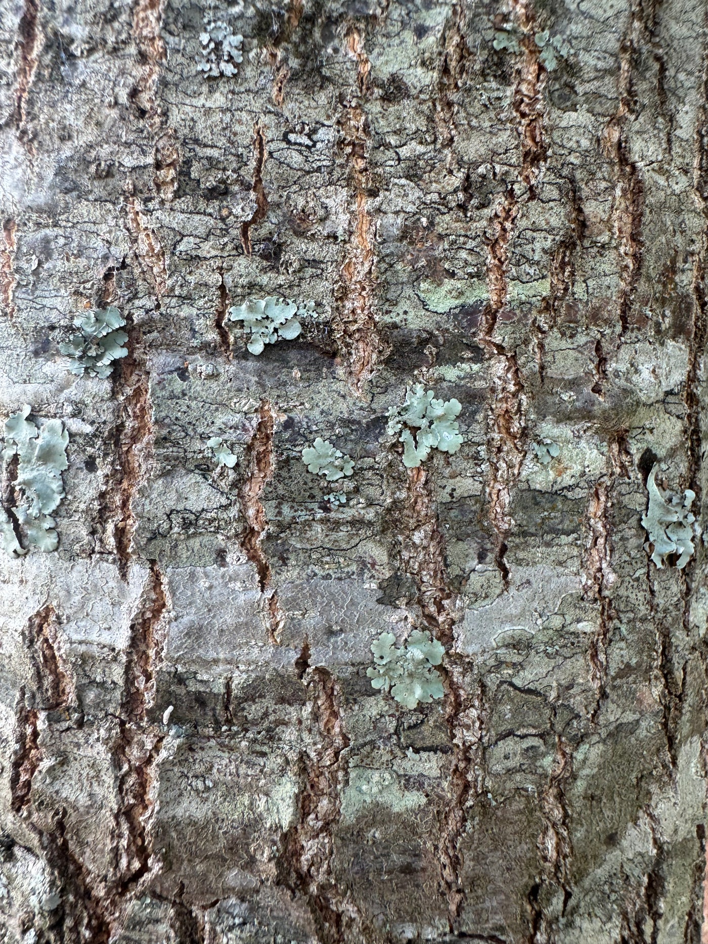 Quercus palustris ~ Pin Roble
