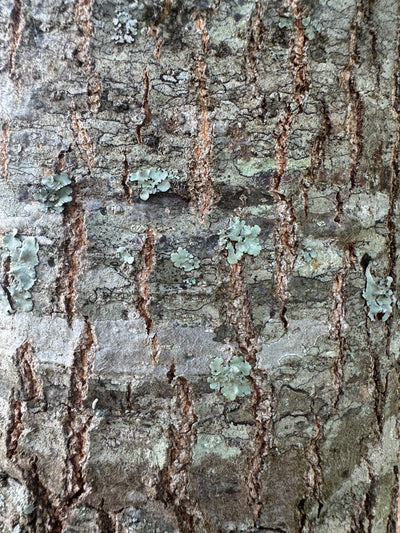 Quercus palustris ~ Pin Roble
