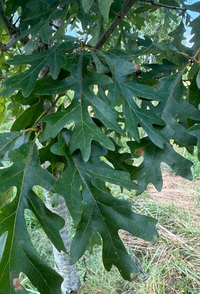 Quercus alba 'QAMTF' ~ Elkyn® White Oak