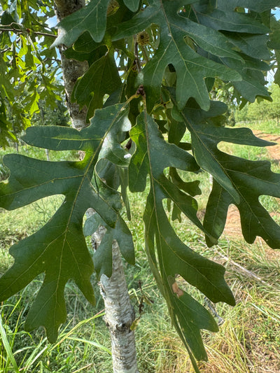 Quercus alba 'QAMTF' ~ Elkyn® White Oak