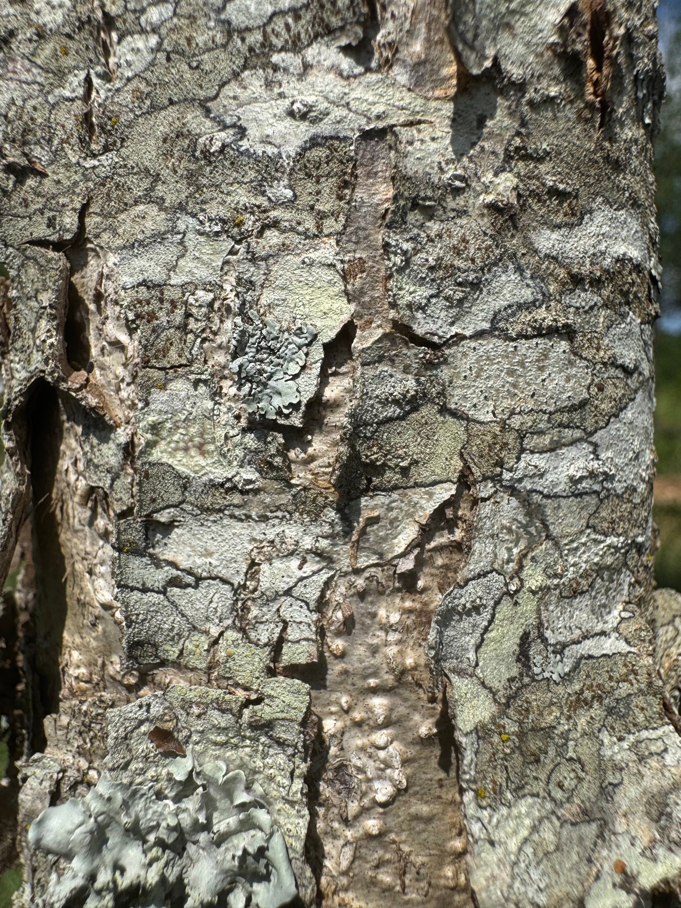Quercus alba 'QAMTF' ~ Elkyn® White Oak