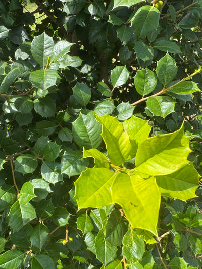 Ilex opaca 'Colina del sátiro' ~ Colina del sátiro American Holly