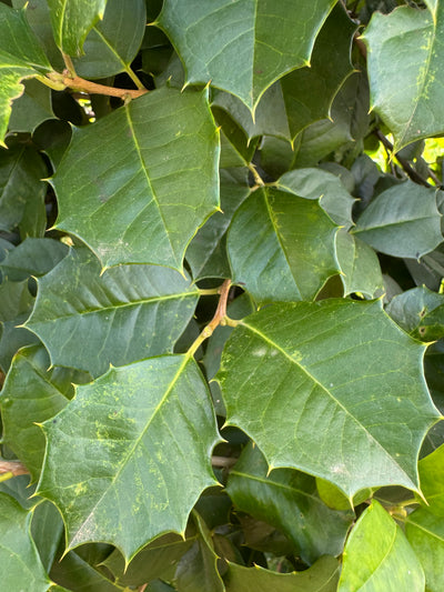 Ilex opaca 'Colina del sátiro' ~ Colina del sátiro American Holly